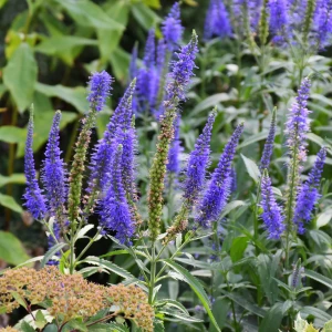 przetacznik-niebieski-veronica-spicata-blue-4.jpg