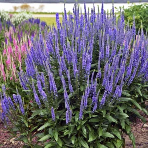 przetacznik-niebieski-veronica-spicata-blue-3.jpg