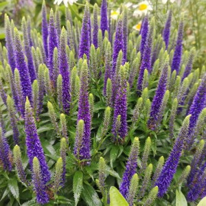 przetacznik-niebieski-veronica-spicata-blue-2.jpg