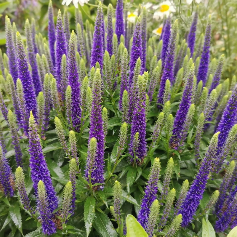 przetacznik-niebieski-veronica-spicata-blue-2.jpg