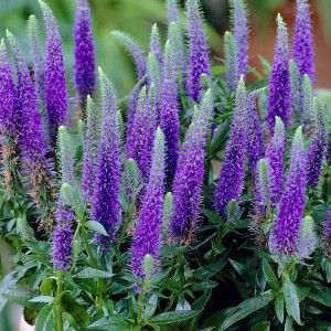 przetacznik-niebieski-veronica-spicata-blue-1.jpg