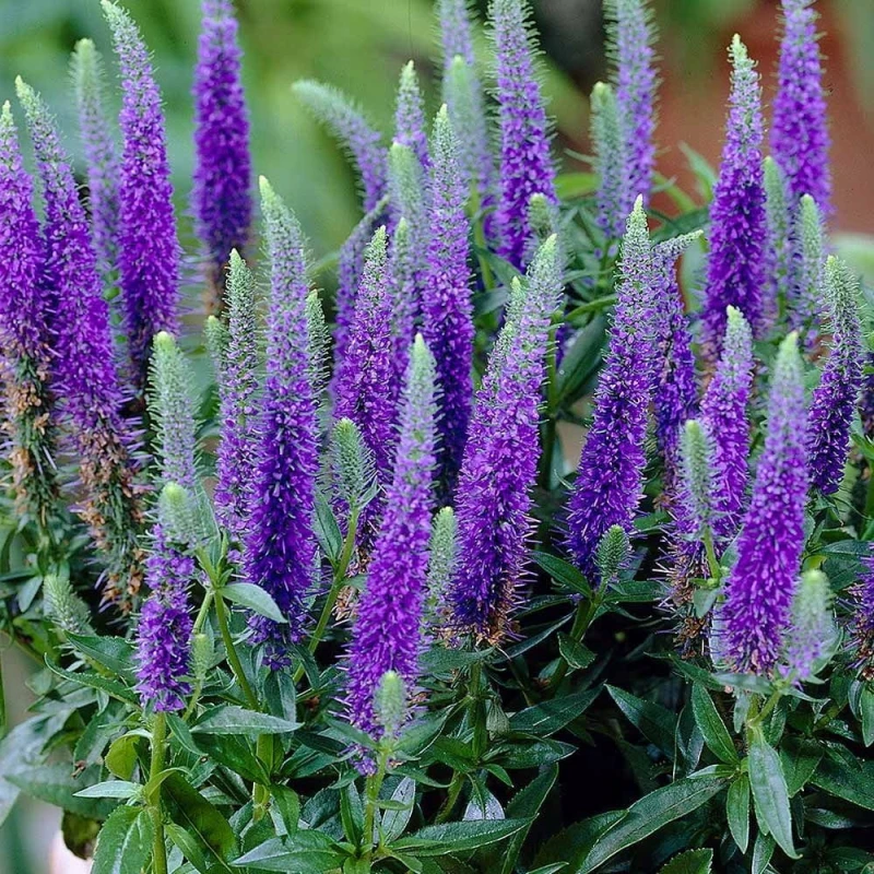 przetacznik-niebieski-veronica-spicata-blue-1.jpg