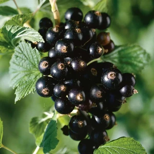 porzecaka-czarna-Ribes-nigrum-Öjebyn-4.jpg
