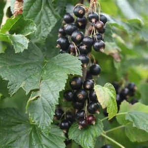 porzecaka-czarna-Ribes-nigrum-Öjebyn-3.jpg