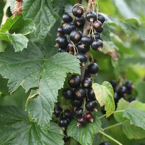 porzecaka-czarna-Ribes-nigrum-Öjebyn-3.jpg