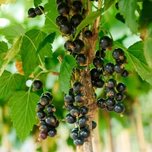 porzecaka-czarna-Ribes-nigrum-Öjebyn-2.jpg