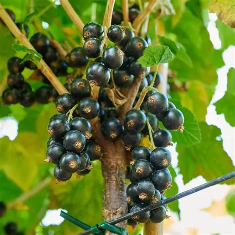 porzecaka-czarna-Ribes-nigrum-Öjebyn-1.jpg