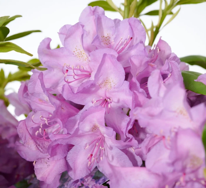 rhododendron-catawbiense-boursault-5.jpg
