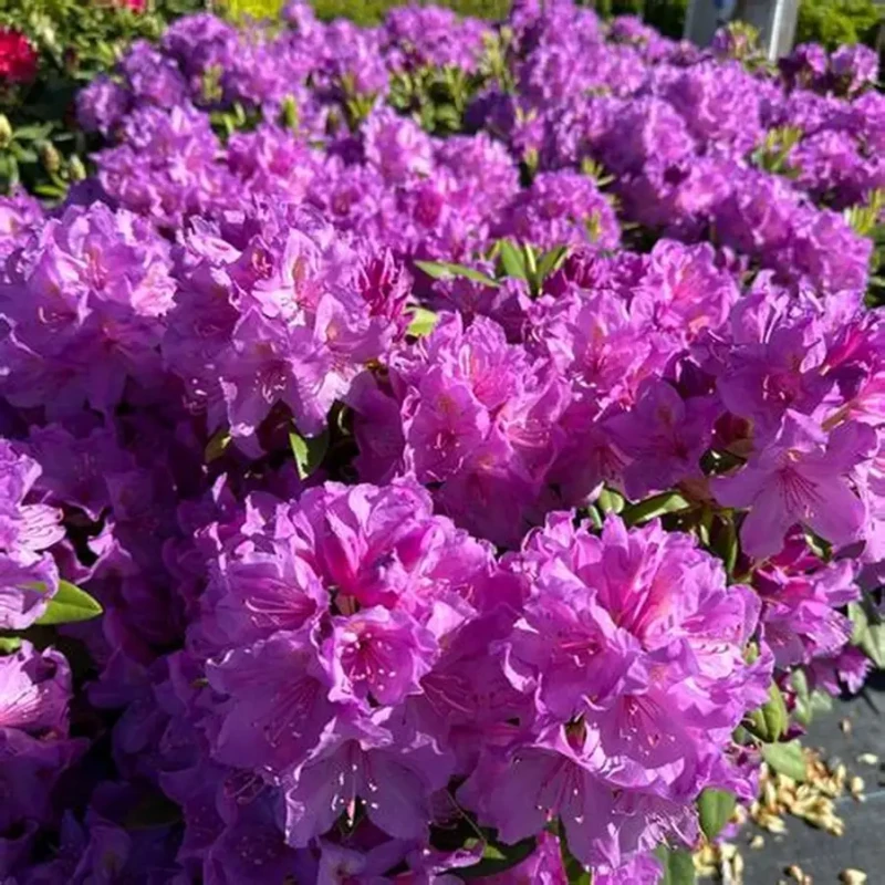 rhododendron-catawbiense-boursault-4.jpg