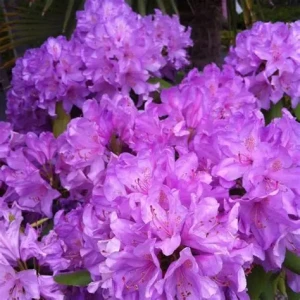 rhododendron-catawbiense-boursault-3.jpg