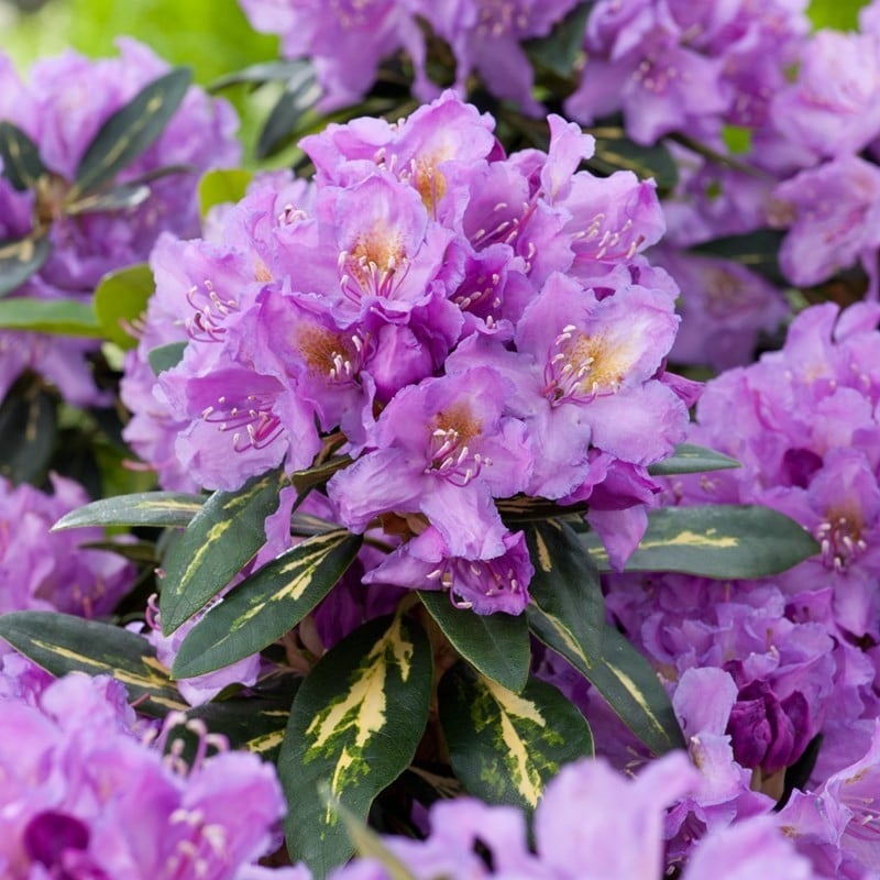 rhododendron-catawbiense-boursault-2.jpeg