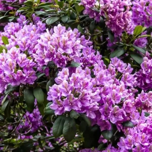 rhododendron-catawbiense-boursault-1.jpg