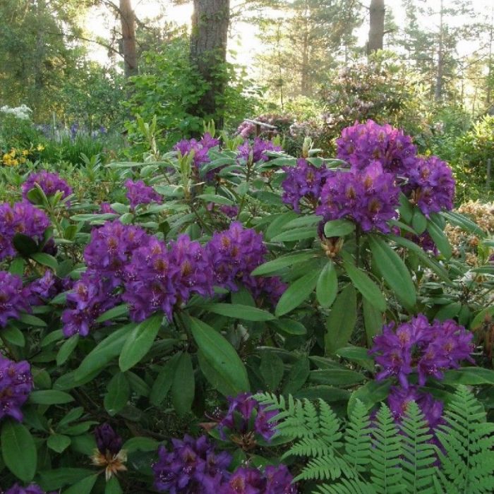 rhododendron_marcel_menard_-_rhododendron_1.jpg