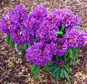 rhododendron-marcel-menard-2.jpeg