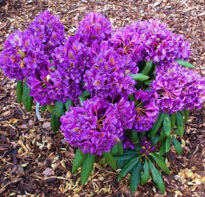 rhododendron-marcel-menard-2.jpeg