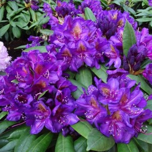 rhododendron-marcel-menard-1.jpg