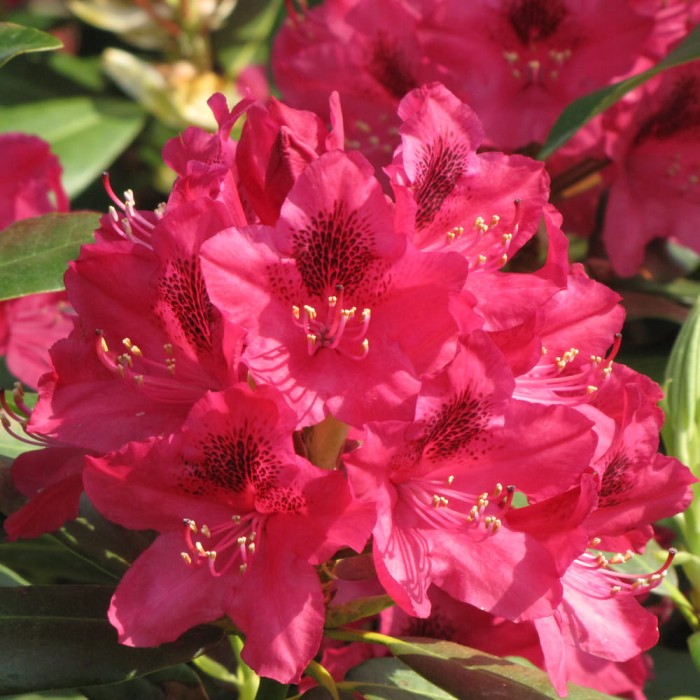rhododendron-nova-zembla-5.jpg