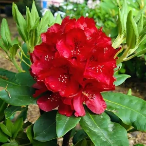 rhododendron-nova-zembla-4.jpg