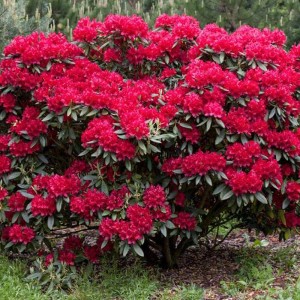 rhododendron-nova-zembla-3.jpg