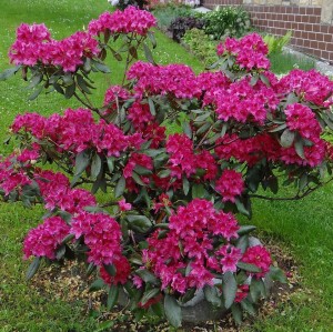 rhododendron-nova-zembla-2.jpg