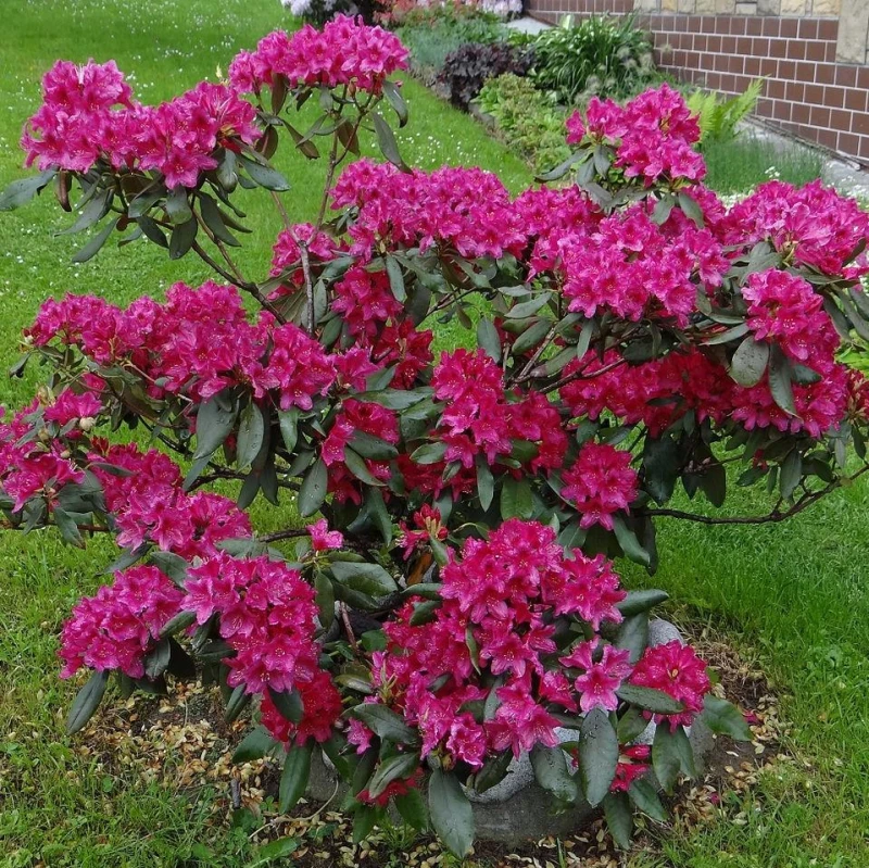 rhododendron-nova-zembla-2.jpg