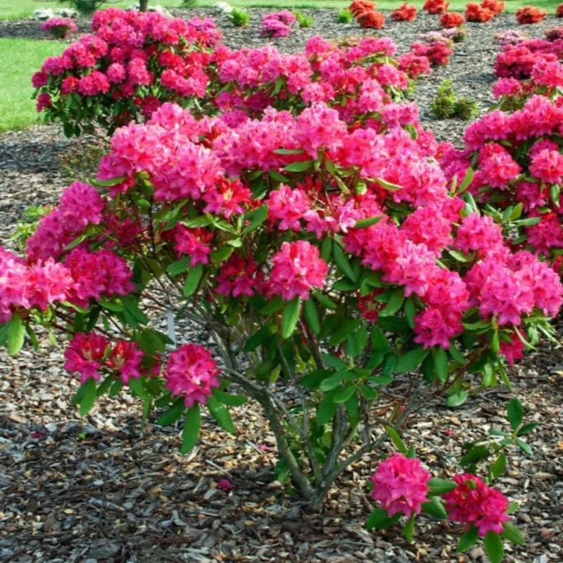 rhododendron-nova-zembla-1.jpg