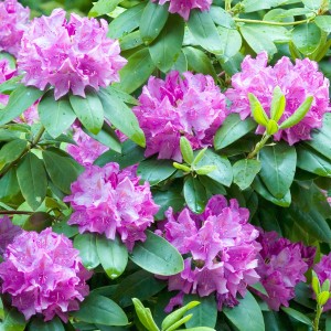 Rododendron-Roseum-Elegans-6.jpg