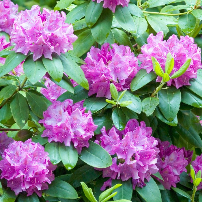 Rododendron-Roseum-Elegans-6.jpg
