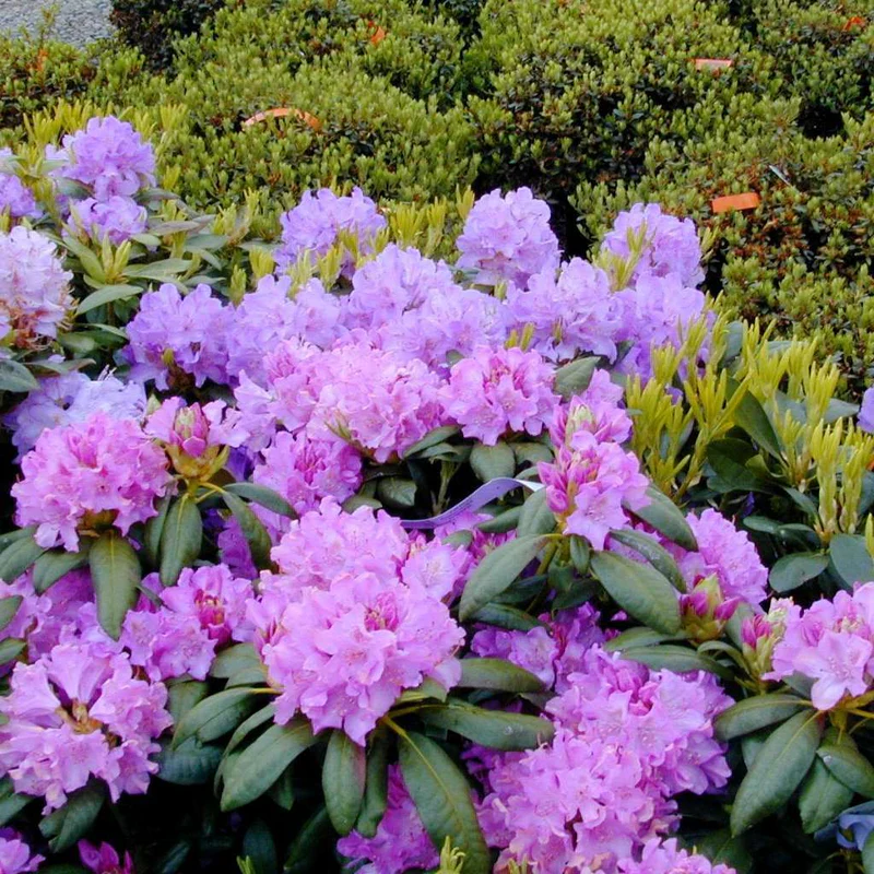 Rododendron-Roseum-Elegans-5.jpg