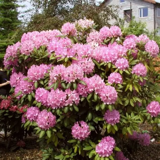 Rododendron-Roseum-Elegans-4.jpg