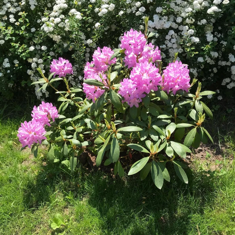Rododendron-Roseum-Elegans-3.jpeg