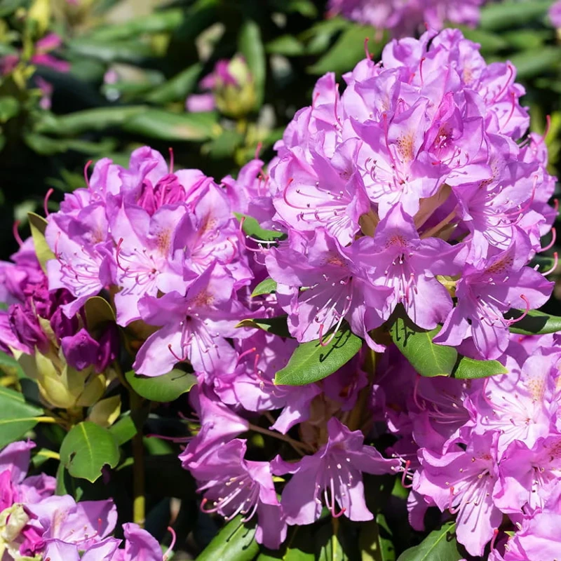 Rododendron-Roseum-Elegans-2.jpg
