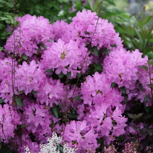 Rododendron-Roseum-Elegans-1.jpg