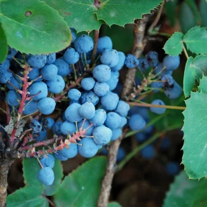 Mahonia_aquifolium-pospolita-5.jpg