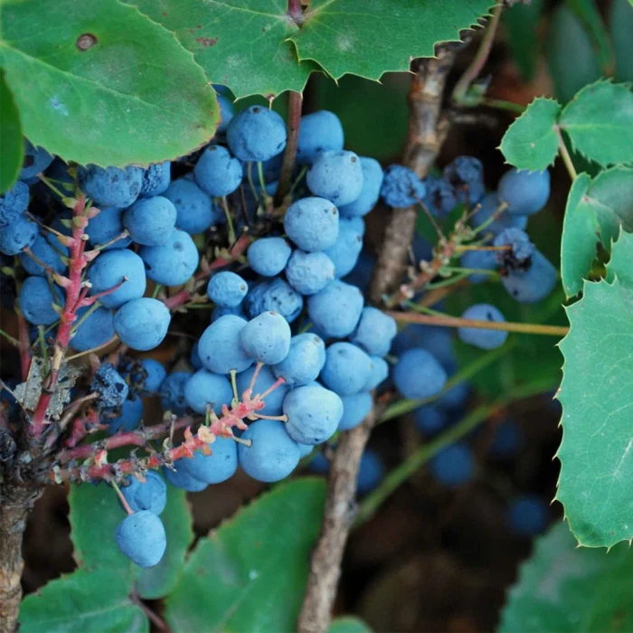 Mahonia_aquifolium-pospolita-5.jpg