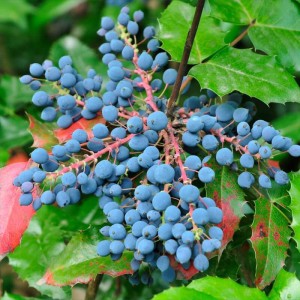 Mahonia_aquifolium-pospolita-4.jpg