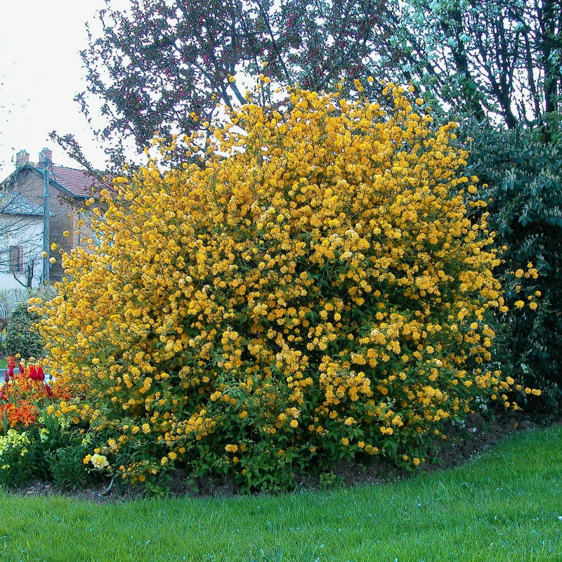 Mahonia_aquifolium-pospolita-3.jpg