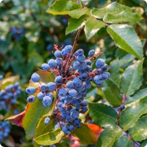 Mahonia_aquifolium-pospolita-2.jpg