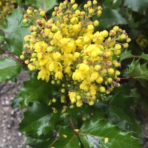 Mahonia_aquifolium-pospolita-1.jpg