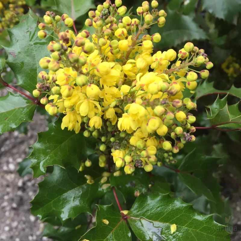 Mahonia_aquifolium-pospolita-1.jpg