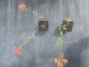IMG_1908.jpeg