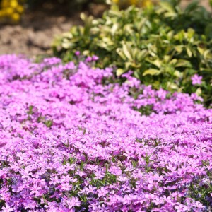 Gęsiówka-Kaukaska-Little-Treasure-Deep-Rose-Różowa-4.jpg