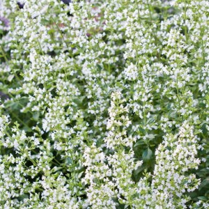 Kalaminta-Marvelette-White-Biała-8.jpg