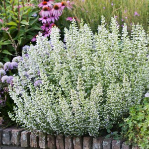 Kalaminta-Marvelette-White-Biała-1.jpg