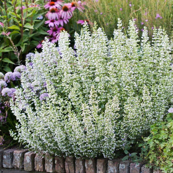 Kalaminta-Marvelette-White-Biała-1.jpg