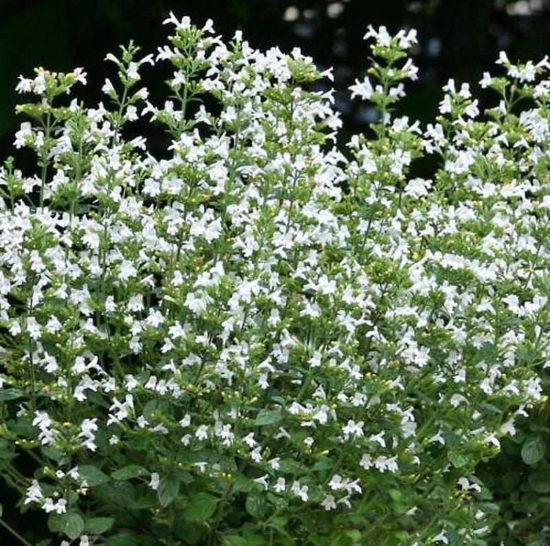 Kalaminta-Marvelette-White-Biała-3.jpg