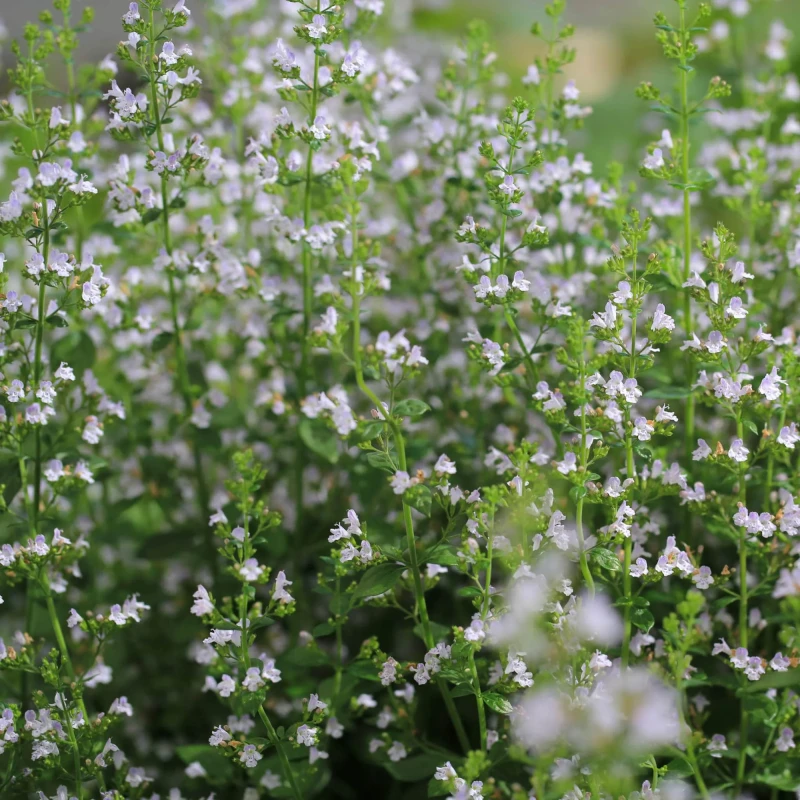 Kalaminta-Marvelette-White-Biała-2.webp