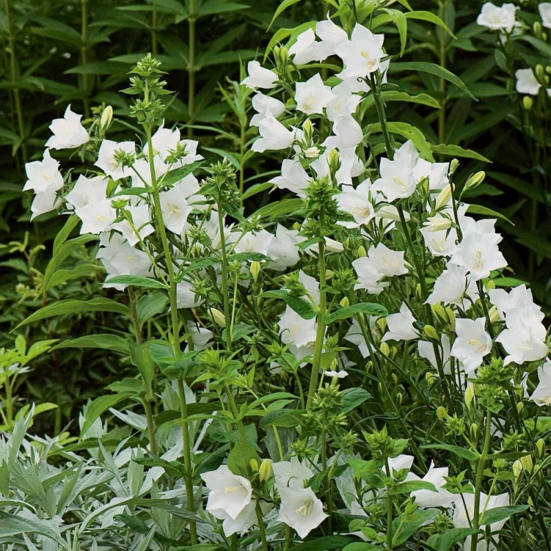 campanula-persicifolia-alba-dzwonek-brzoskwiniolistny-biały-5.jpg