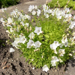 campanula-persicifolia-alba-dzwonek-brzoskwiniolistny-biały-4.jpg