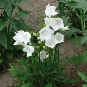 campanula-persicifolia-alba-dzwonek-brzoskwiniolistny-biały-3.jpg